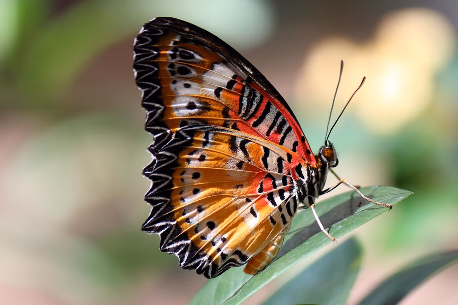 A single bright green fern frond in natural light