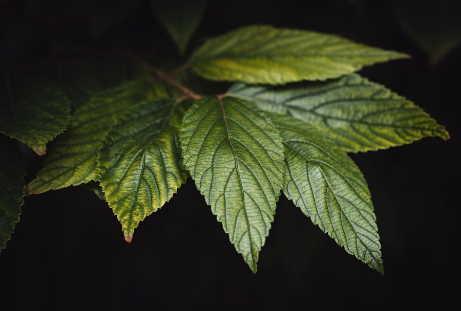 A tiny seedling unfurling from bark in warm soft light